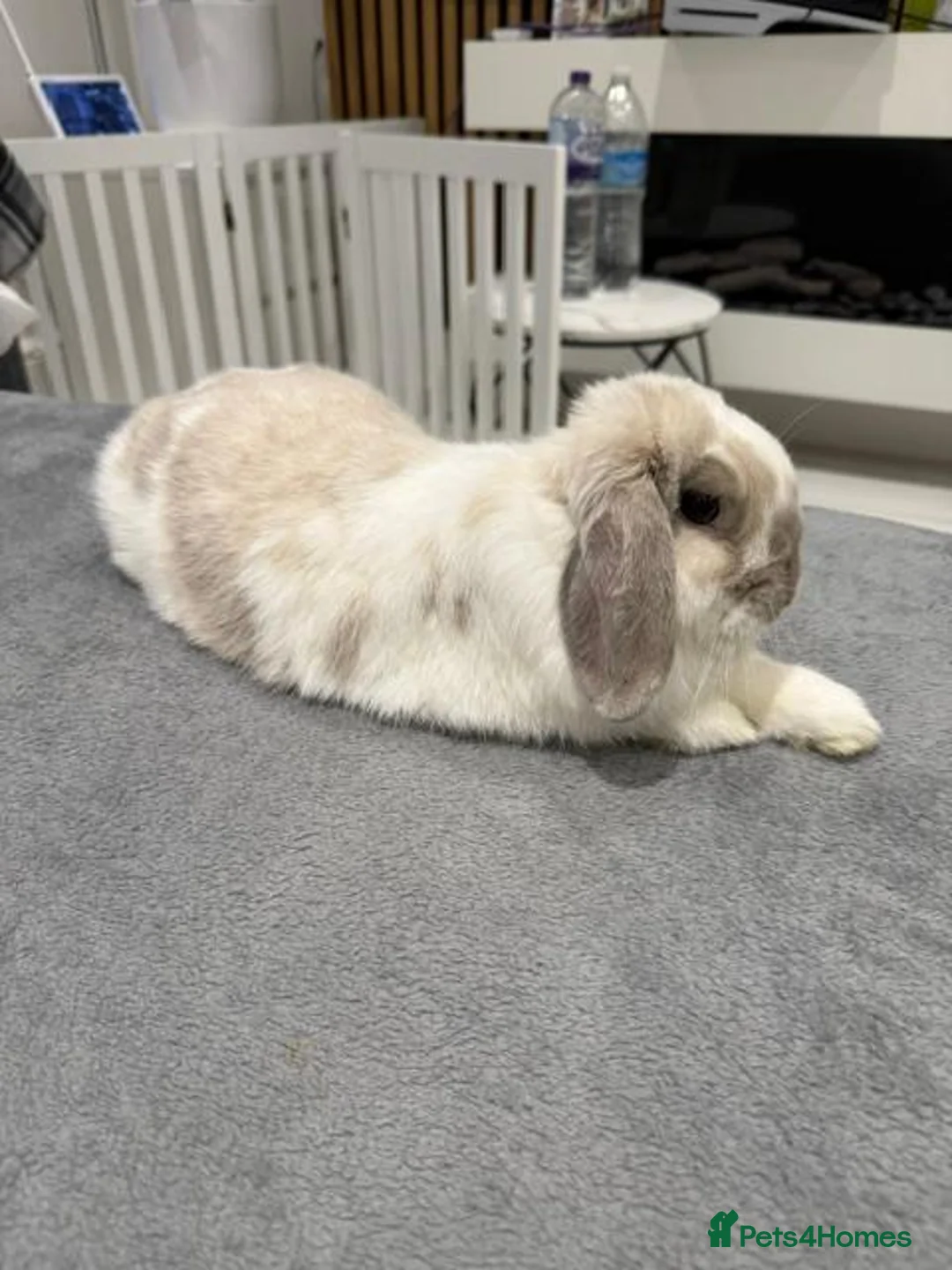 Mini Lop rabbits for sale: Female Mini Lop  in Benfleet - Advert 2