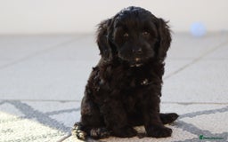 Cavapoo dogs for sale: Beautiful Cavapoochons for sale  - Image 16