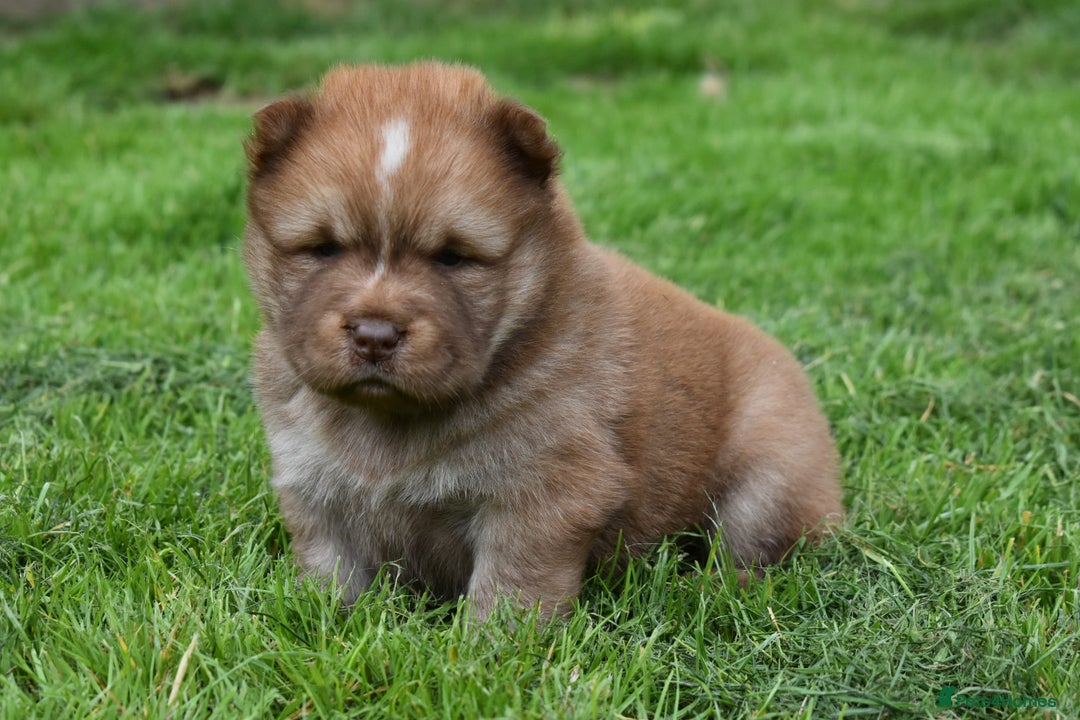 Siberian Husky dogs for sale: Beautiful Chowski puppies  - Image 16