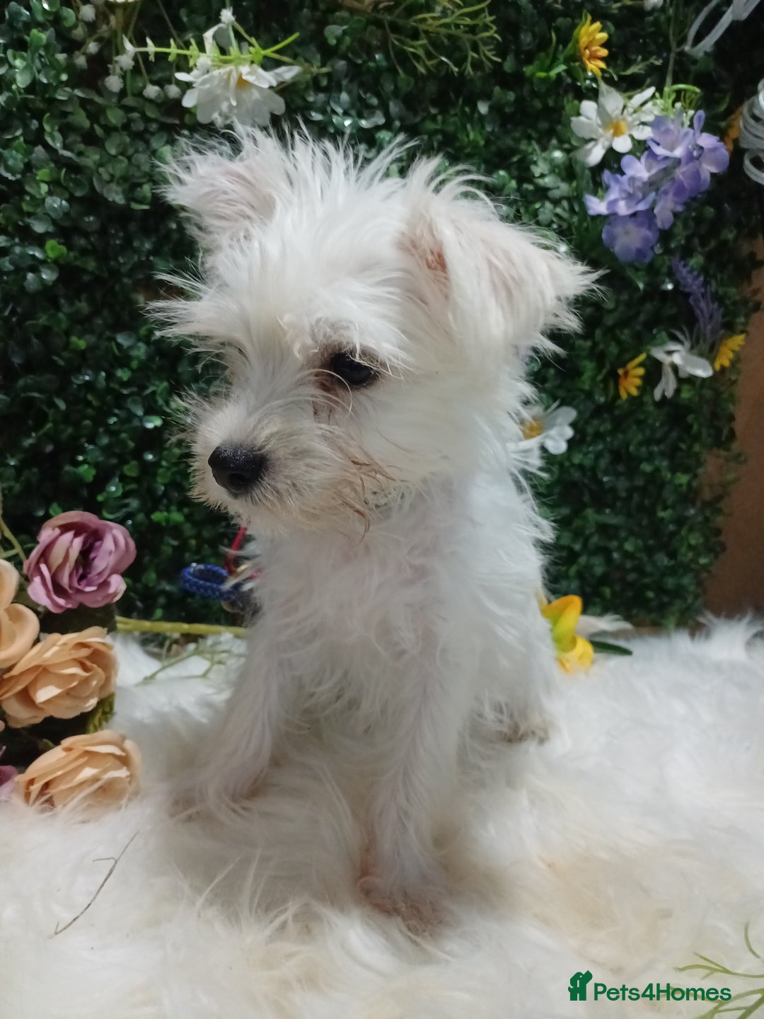 Miniature Schnauzer dogs for sale: Last beautiful boy  - Image 3