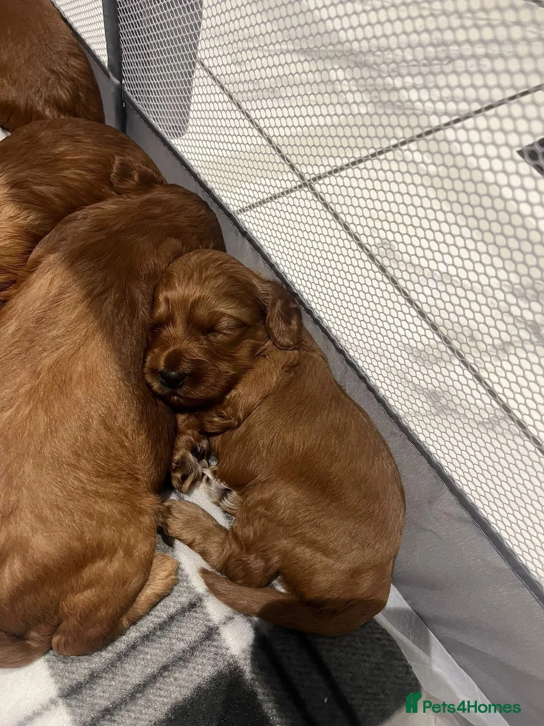 Miniature Poodle dogs for stud:  ⭐️KC PRINCE CHARMING BLUE BOY MINIATURE POODLE⭐️ - Advert 32