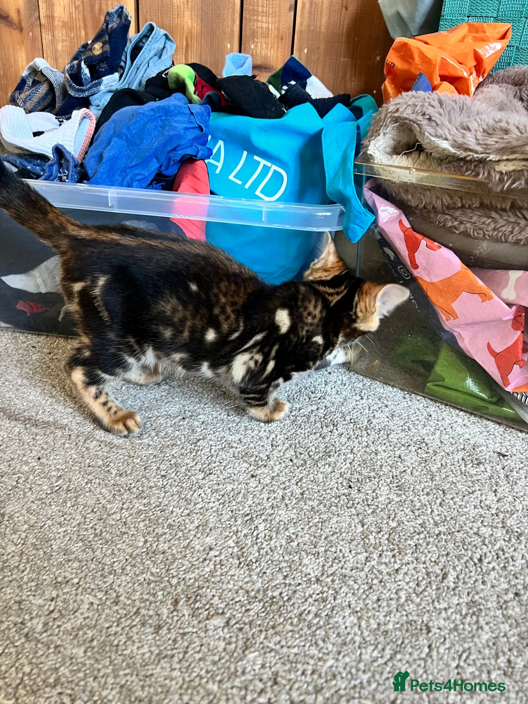 Bengal cats for sale: Beautiful rosette female Bengal kitten  in Okehampton - Image 12