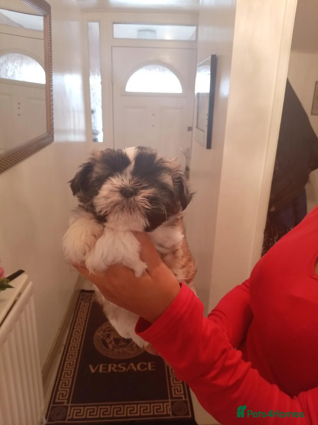 Shih Tzu dogs for sale: Shih tzu puppy  - Advert 8