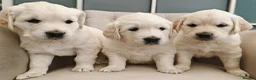 Golden Retriever dogs for sale: Gorgeous English Cream Golden Retriever Puppy's 🐾 - Advert 11