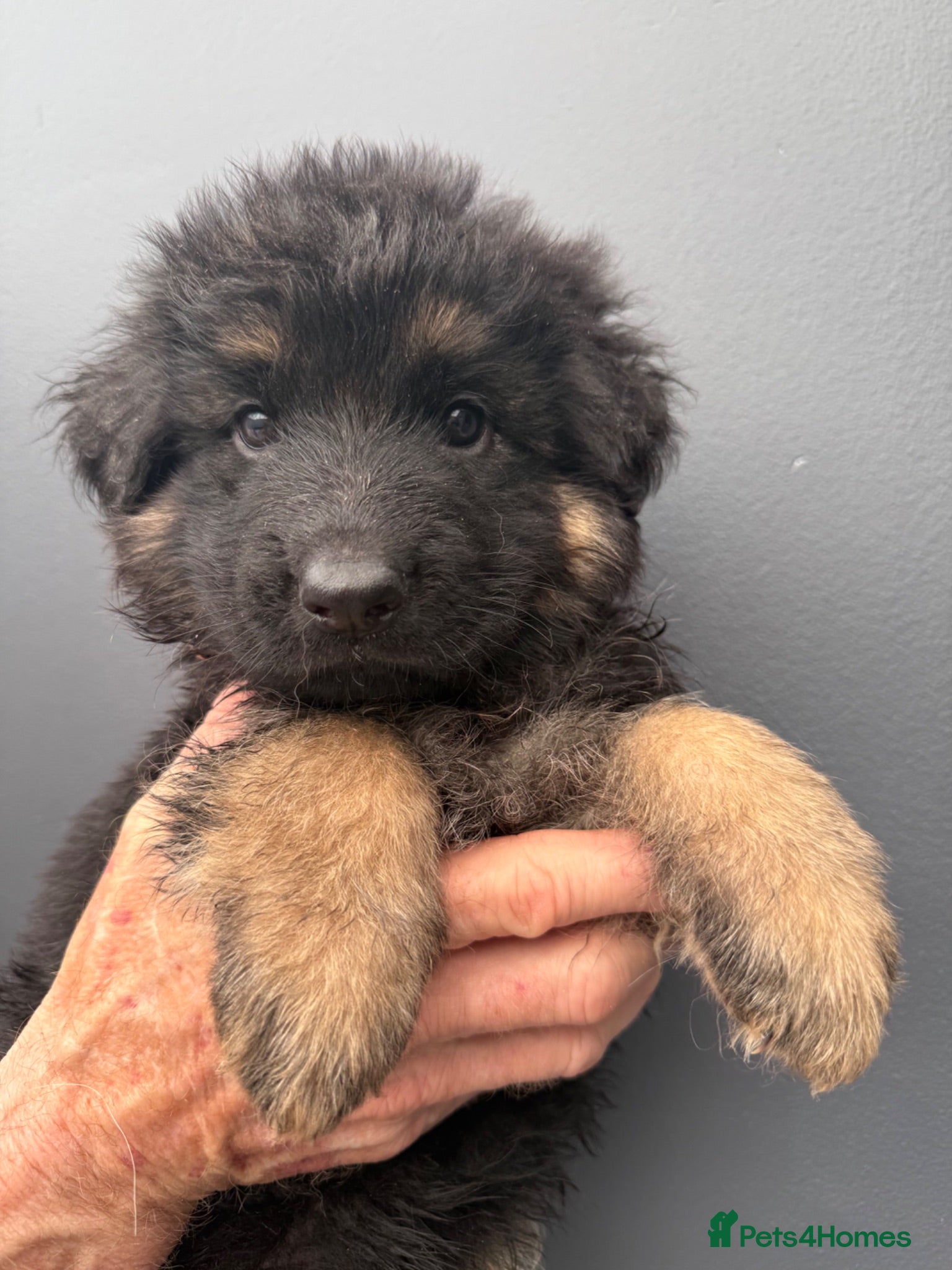 German Shepherd dogs Long haired German shepherd puppies  - Advert 11