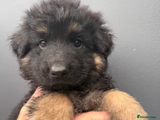 German Shepherd dogs Long haired German shepherd puppies - Advert 11
