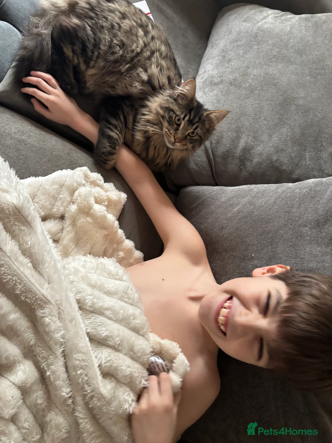 Maine Coon cats for sale: HUGE and BEAUTIFUL rare Maine coon kittens  - Advert 2