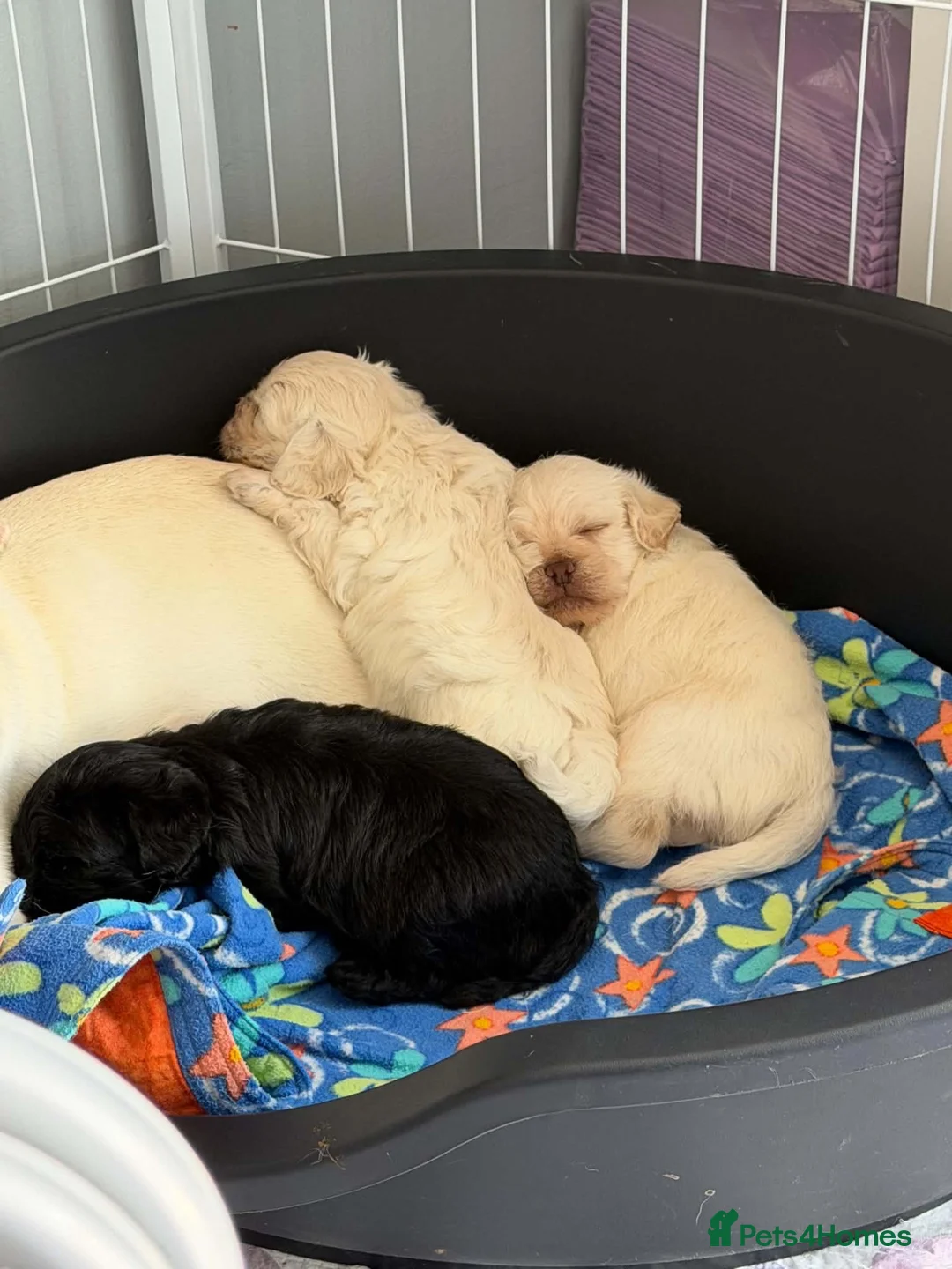 Mixed Breed dogs for sale: Pugladoodle puppies for sale - Advert 1