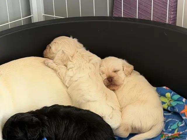 Mixed Breed dogs for sale: Pugladoodle puppies for sale - Advert 10