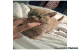 Scottish Fold cats for sale: Scottish fold mix breed kitten  - Image 1