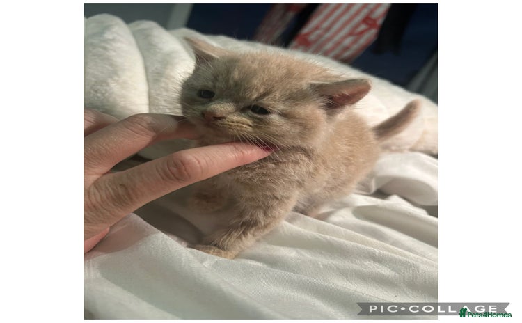 Scottish Fold cats - Advert 1