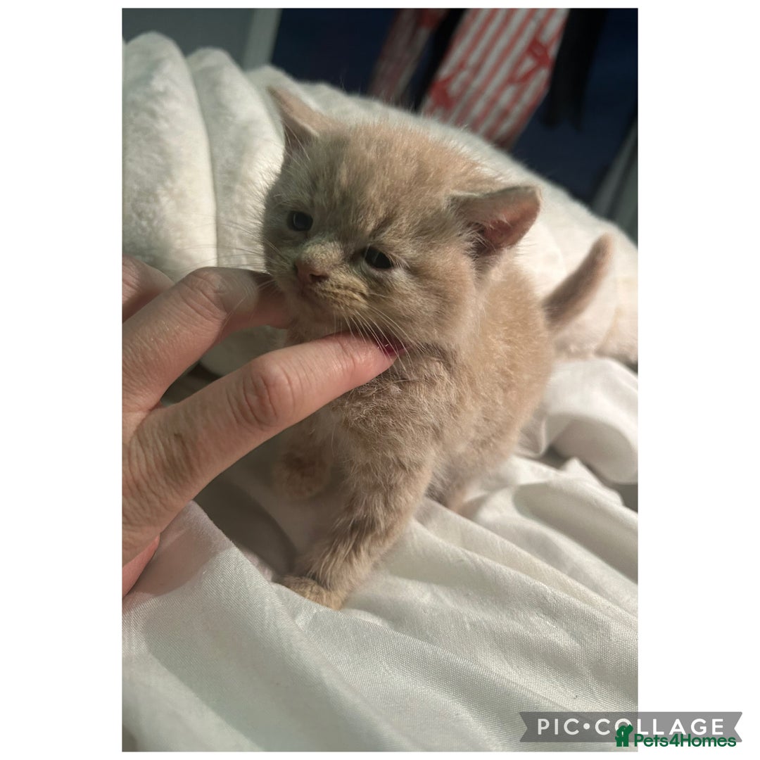 Scottish Fold cats for sale: Scottish fold mix breed kitten  - Image 1