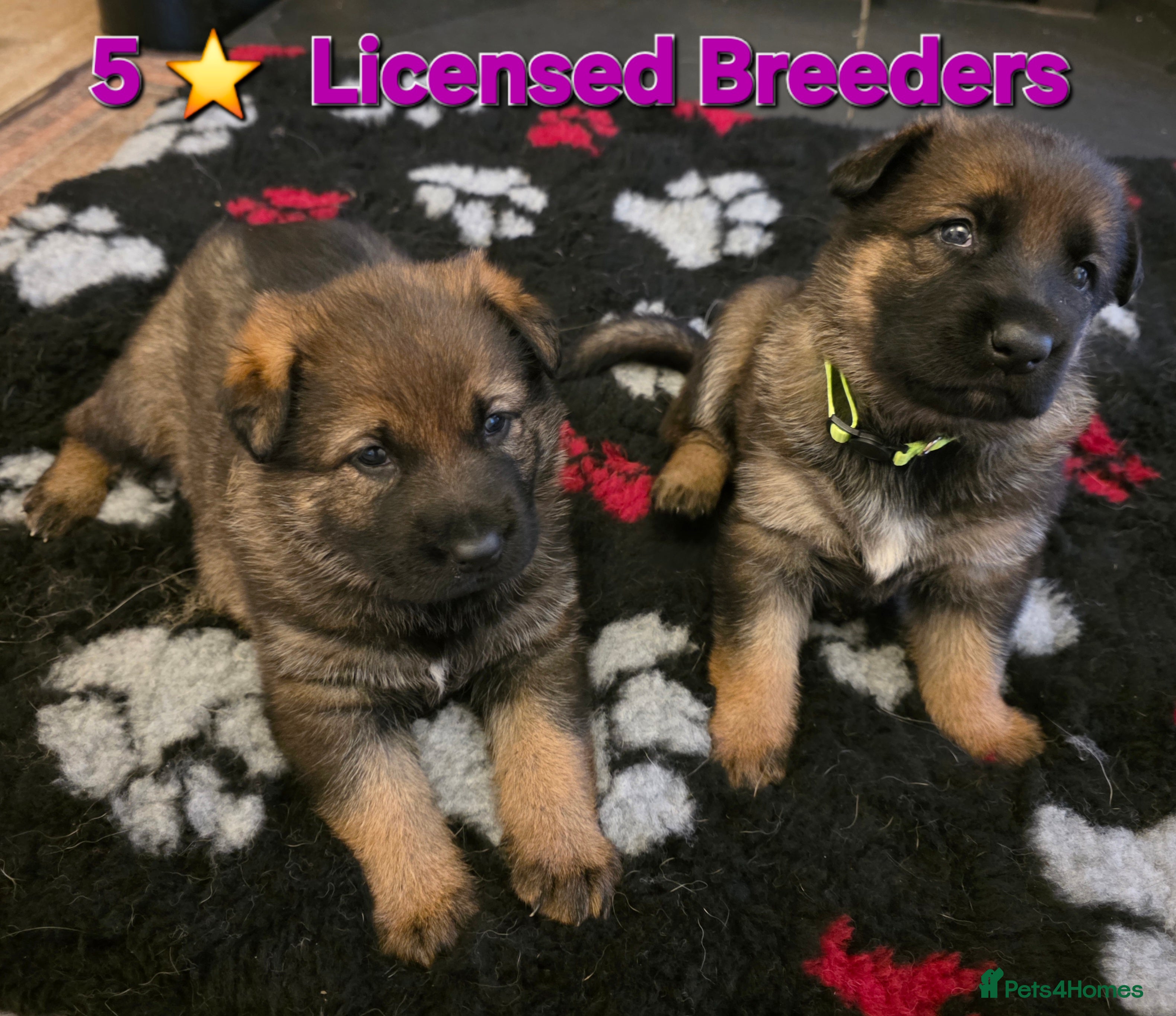 German Shepherd dogs Superb Working Line German Shepherds  - Advert 3
