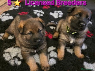 German Shepherd dogs Superb Working Line German Shepherds - Advert 3