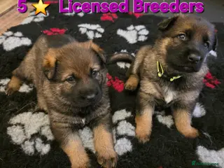 German Shepherd dogs Superb Working Line German Shepherds - Advert 5