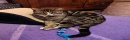 Mixed Breed cats for sale: Loving Boy - Advert 2
