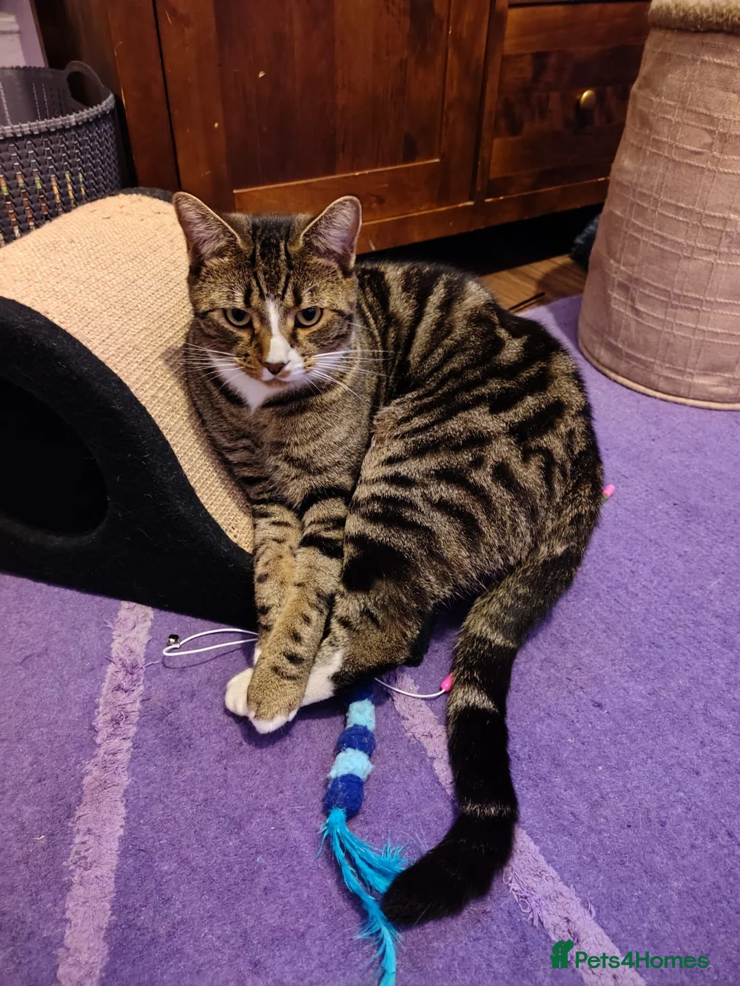 Mixed Breed cats for sale: Loving Boy - Advert 2