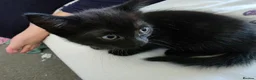 Domestic Shorthair cats for sale: 4 gorgeous black kittens with white patches. - Advert 4