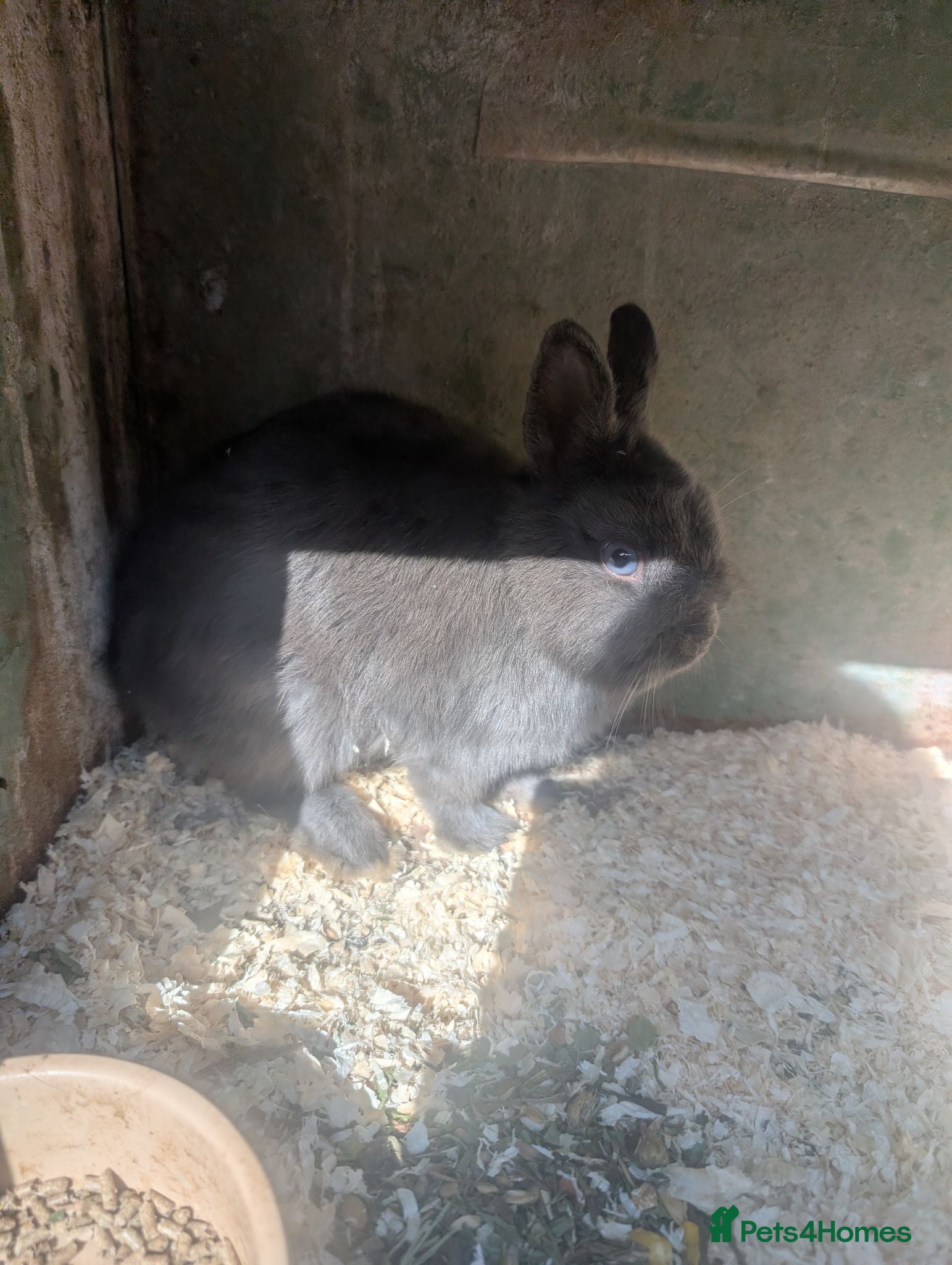 Netherland Dwarf rabbits Netherland dwarf brothers  - Advert 1