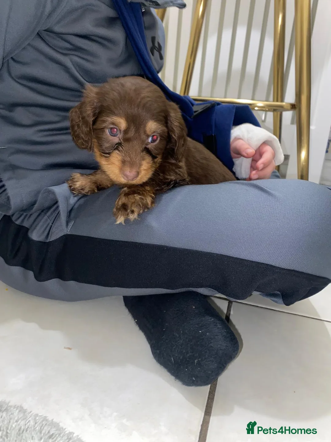 Miniature Dachshund dogs for sale: Beautiful Teckle puppies (Wire Hair Dachshunds) - Advert 2