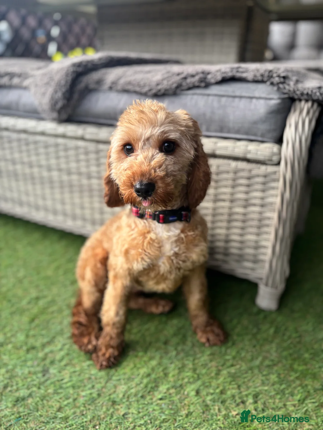 Jackapoo dogs for sale: Beautiful Jackapoo for sale! - Advert 3