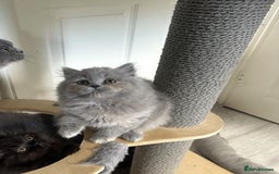 British Shorthair cats for sale: GCCF registered British longhairs and Shorthairs - Image 20