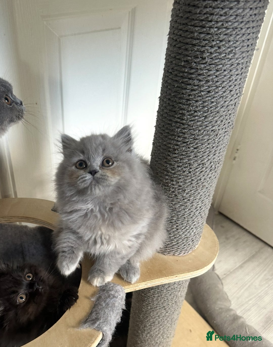 British Shorthair cats for sale: GCCF registered British longhairs and Shorthairs - Image 20