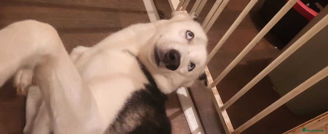 Siberian Husky dogs for sale: Siberian husky female 8wks. Blue green brown eyes  - Image 6