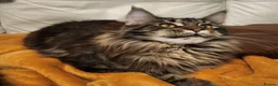 Maine Coon cats for sale: Maine Coon XL active - Advert 2