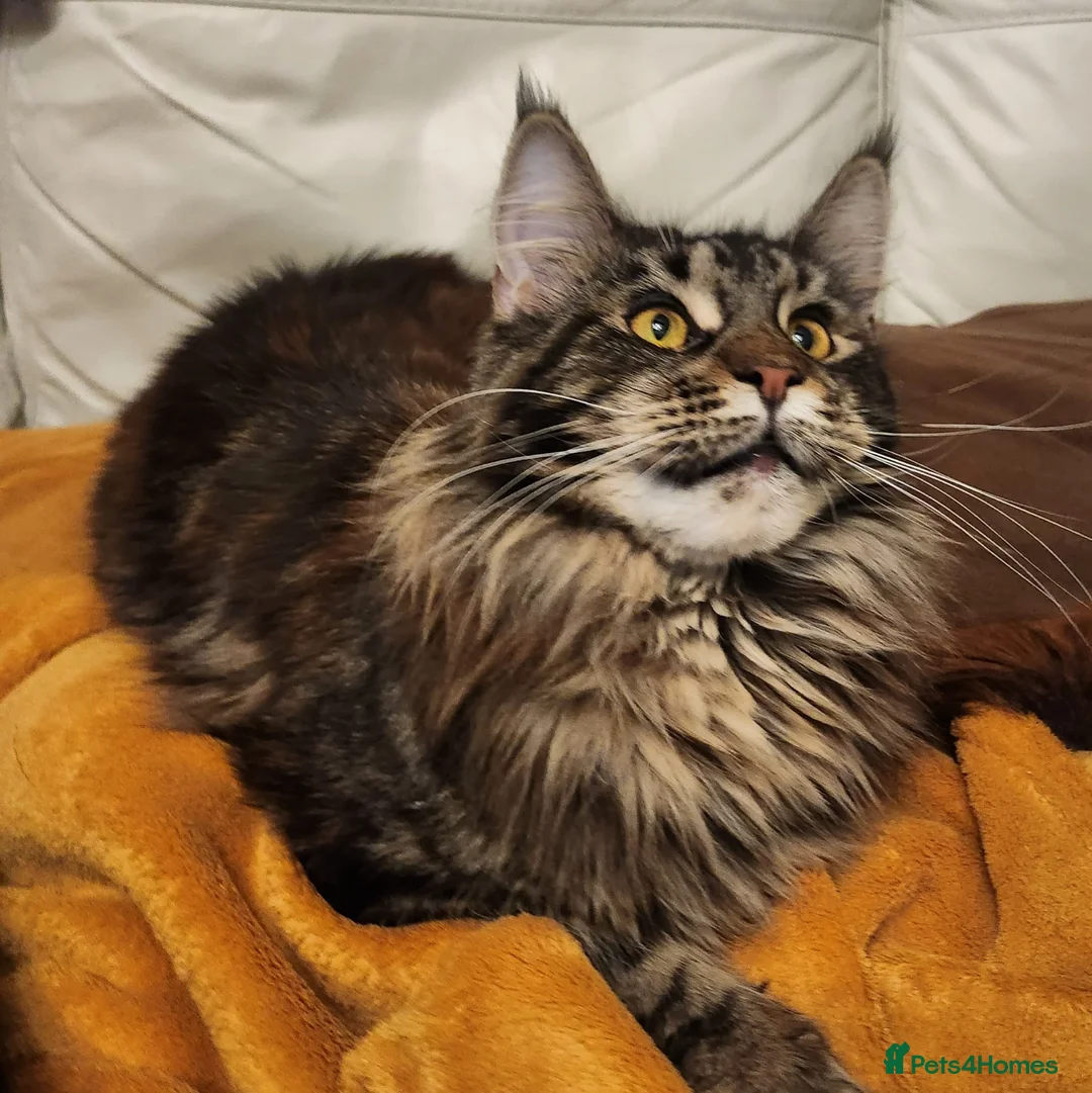 Maine Coon cats for sale: Maine Coon XL active - Advert 2