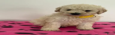 Toy Poodle 6