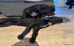 Mixed Breed dogs for stud: STAFFORDSHIRE BULL TERRIER MIX FOR STUD - Image 12