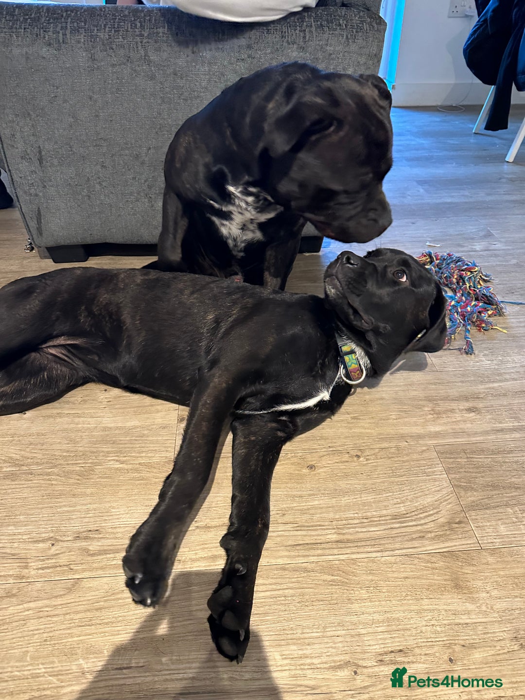 Mixed Breed dogs for stud: STAFFORDSHIRE BULL TERRIER MIX FOR STUD - Image 12