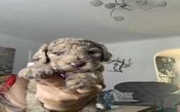 Cockapoo dogs for sale: Cockapoo Lovley Puppies  - Image 10