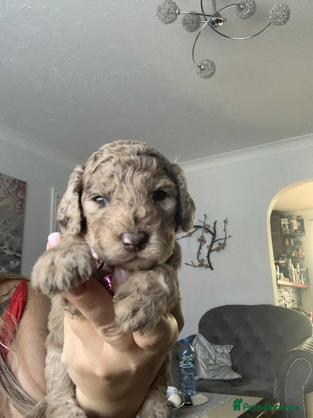 Cockapoo dogs for sale: Cockapoo Lovley Puppies  - Image 10