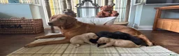 Labrador Retriever dogs for sale: READY NOW Beautiful KC reg girls - health tested - Advert 7