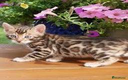 Bengal cats for sale: Bengal beautiful kittens - Advert 4