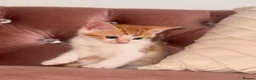 Mixed Breed cats for sale: Kittens  - Advert 7