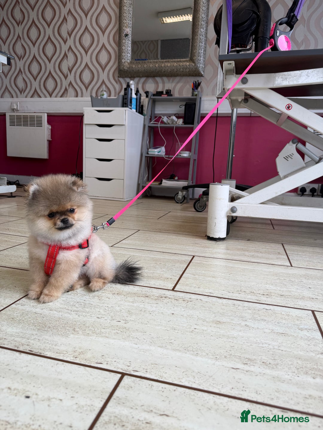 Pomeranian dogs for sale: Last female teddy face Pomeranian  - Image 7