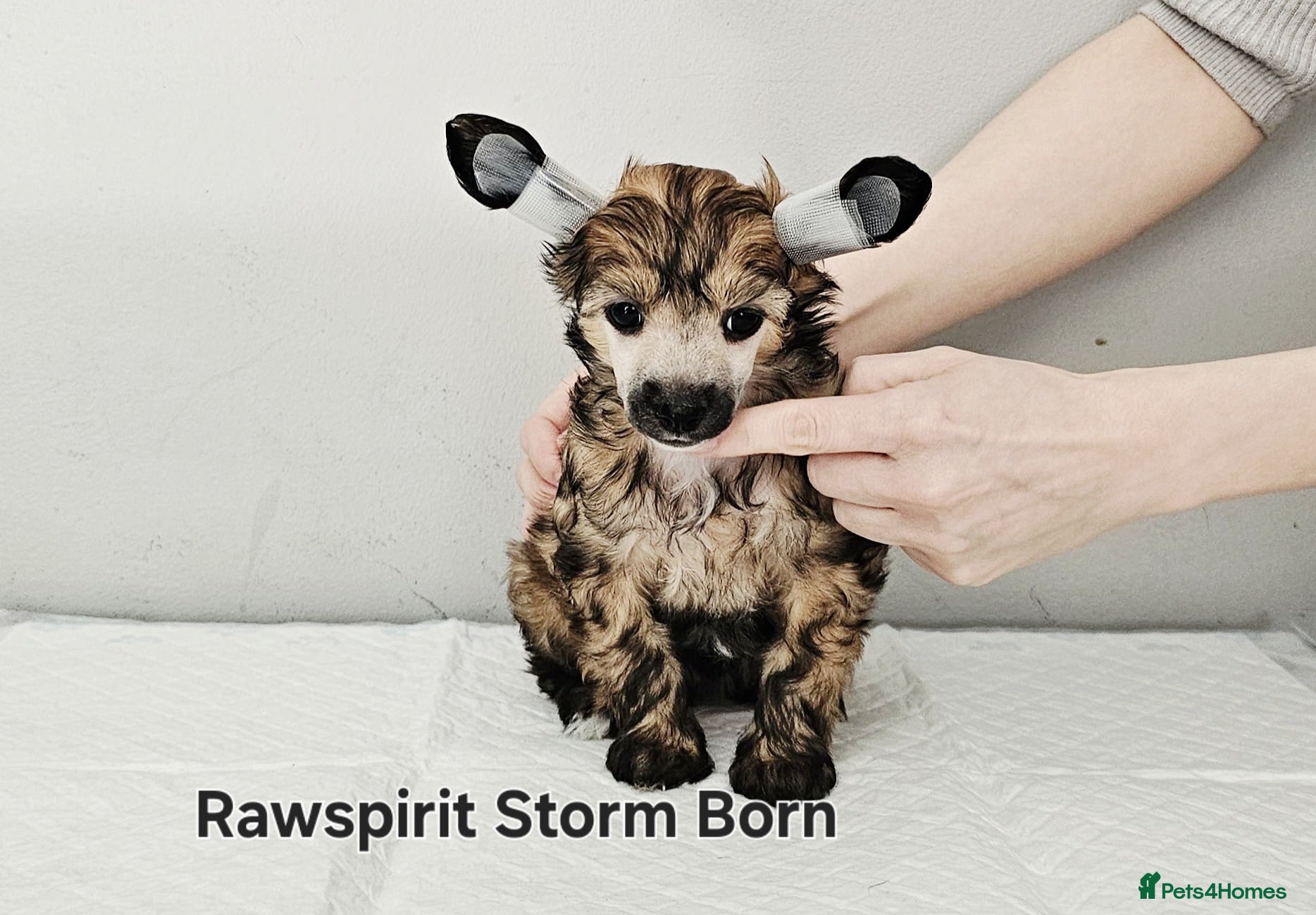 Chinese Crested dogs Powder puff boy and girl   - Advert 1