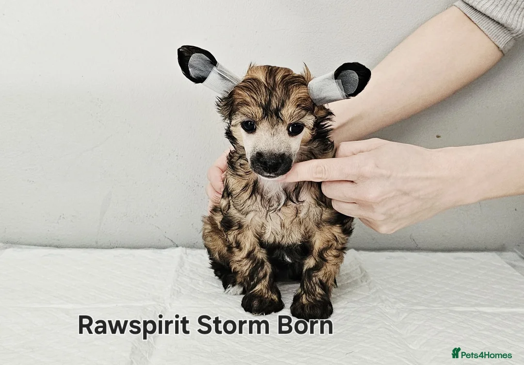 Chinese Crested dogs for sale: Powder puff boy and girl   - Advert 2