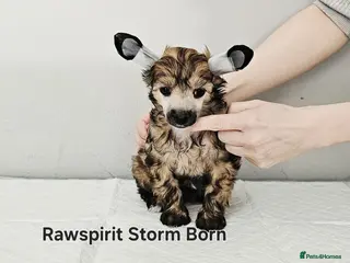 Chinese Crested dogs Powder puff boy and girl - Advert 1
