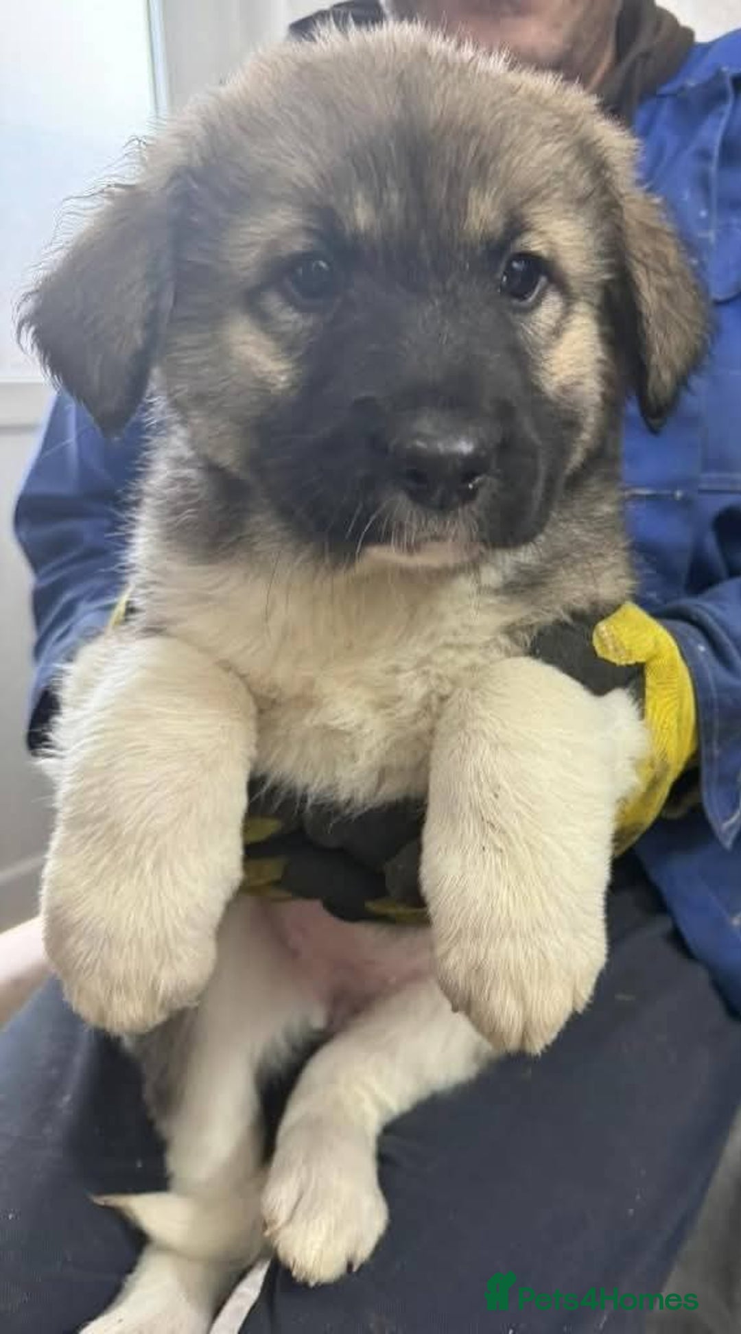 Mixed Breed dogs for adoption: Meet Frosty, currently residing in Gloucester  - Advert 11