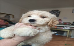Maltipoo dogs for sale: Gorgeous apricot shade teddy bear MALTIPOO puppies - Image 27
