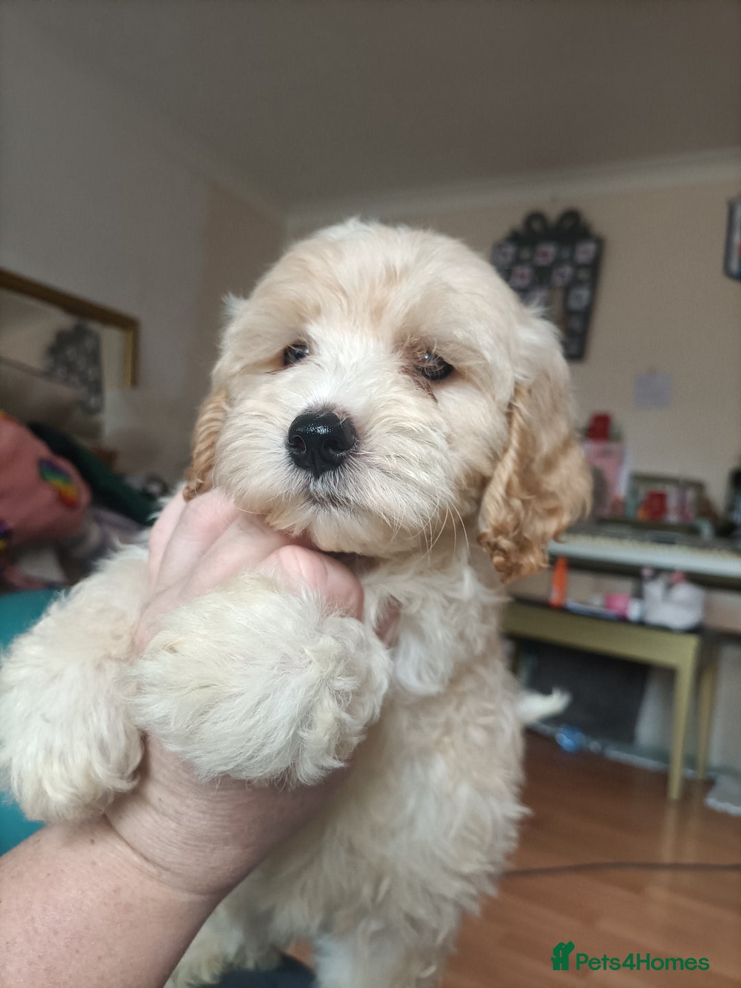 Maltipoo dogs for sale: Gorgeous apricot shade teddy bear MALTIPOO puppies - Image 27