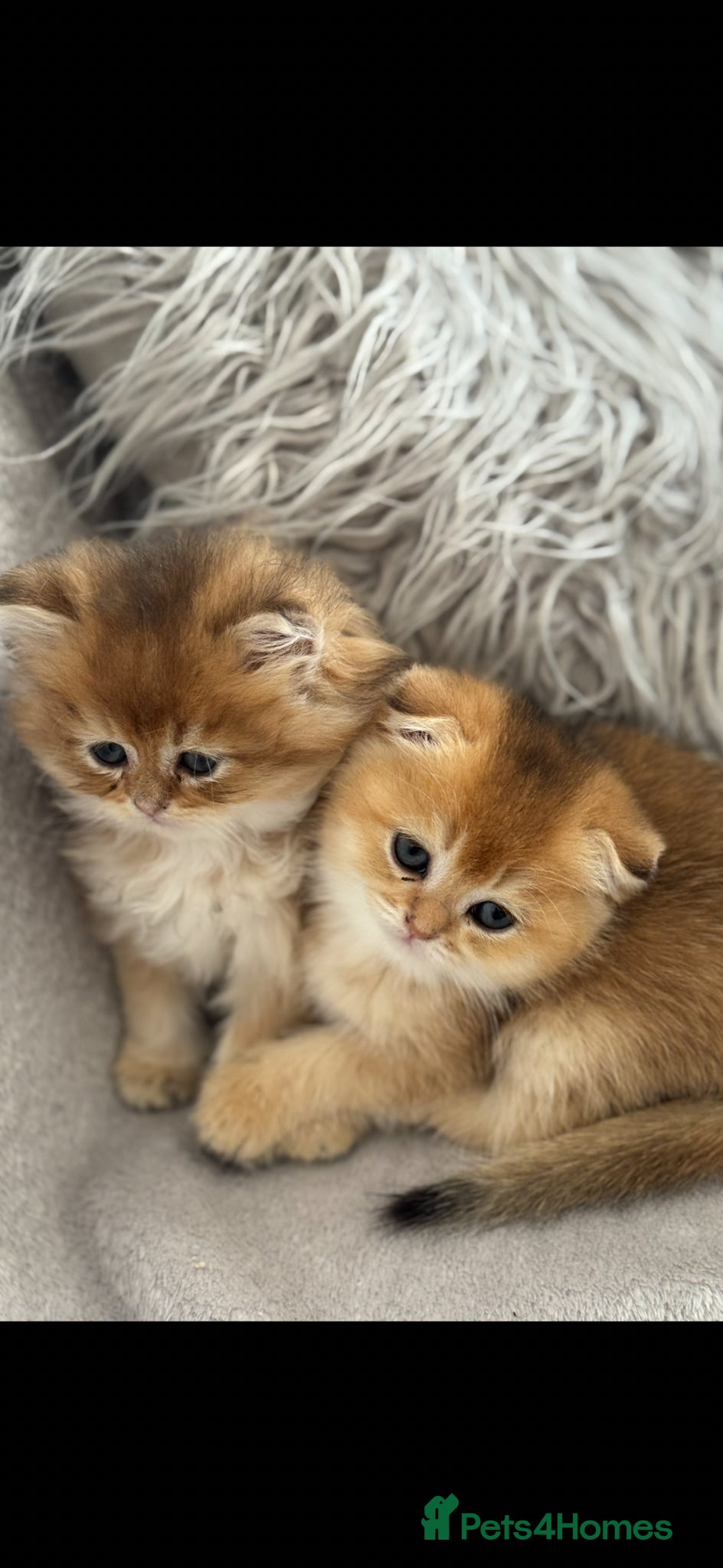 Scottish Fold Kitten 8