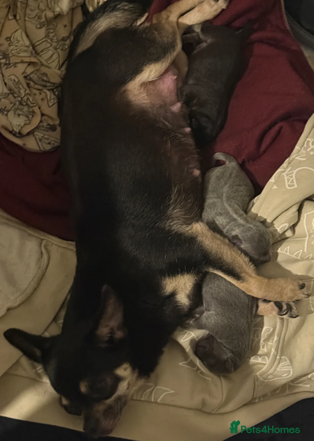 Chihuahua dogs for sale: Male and female chihuahua puppies - Advert 13