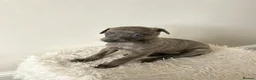 Whippet dogs for sale: Beautiful Whippet Puppies  - Advert 11