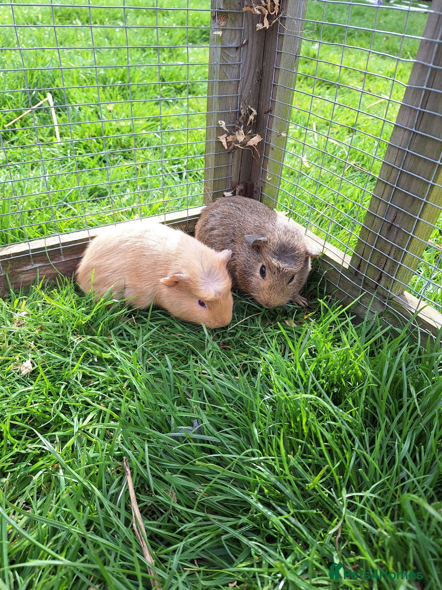 Guinea Pig rodents Male guinea pigs for sale - Advert 14