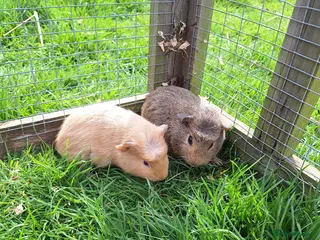 Guinea Pig rodents Male guinea pigs for sale - Advert 14